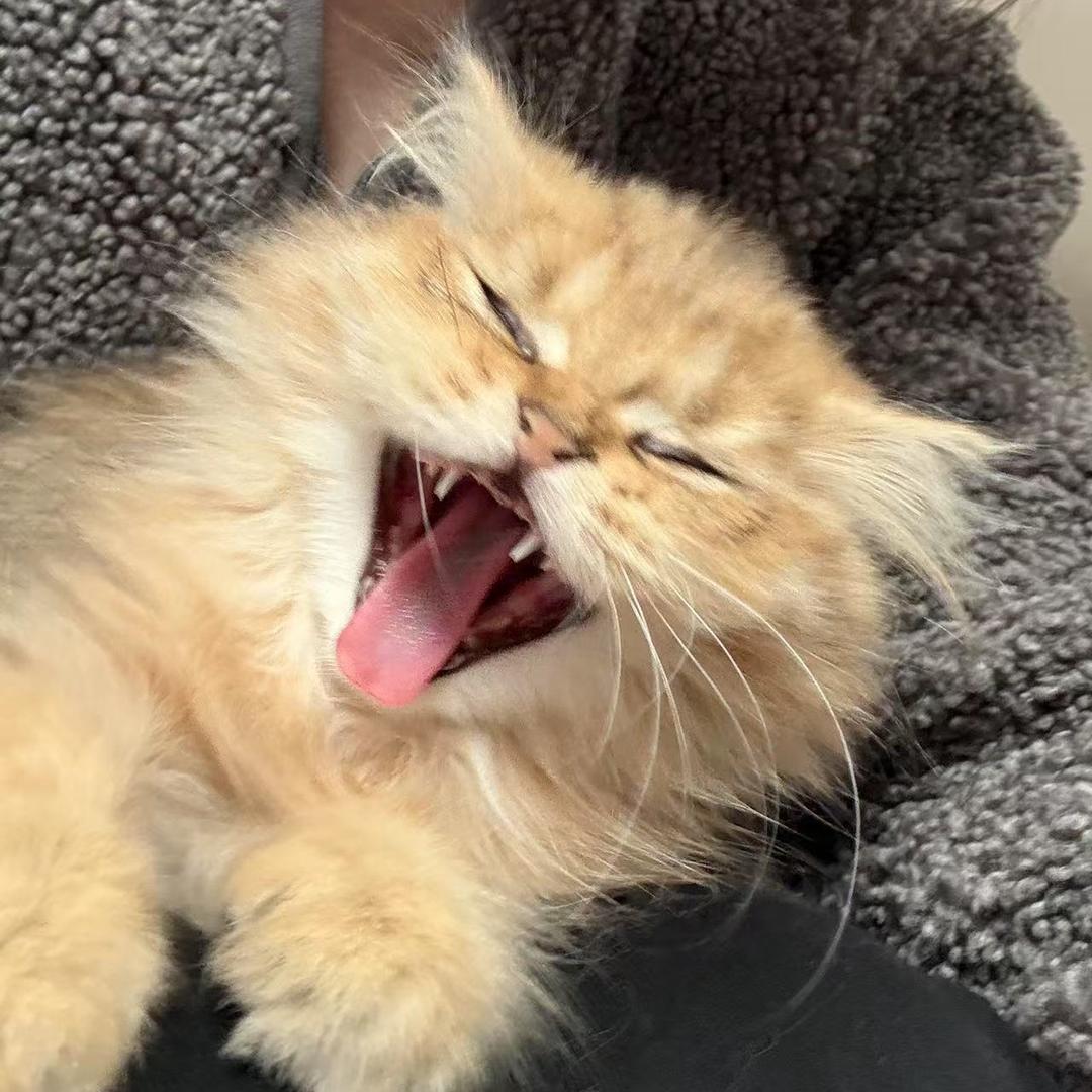 🐱猫不孬