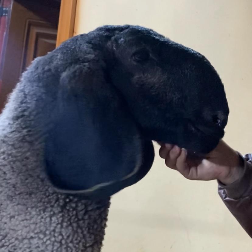 莎车活泼刀郎羊