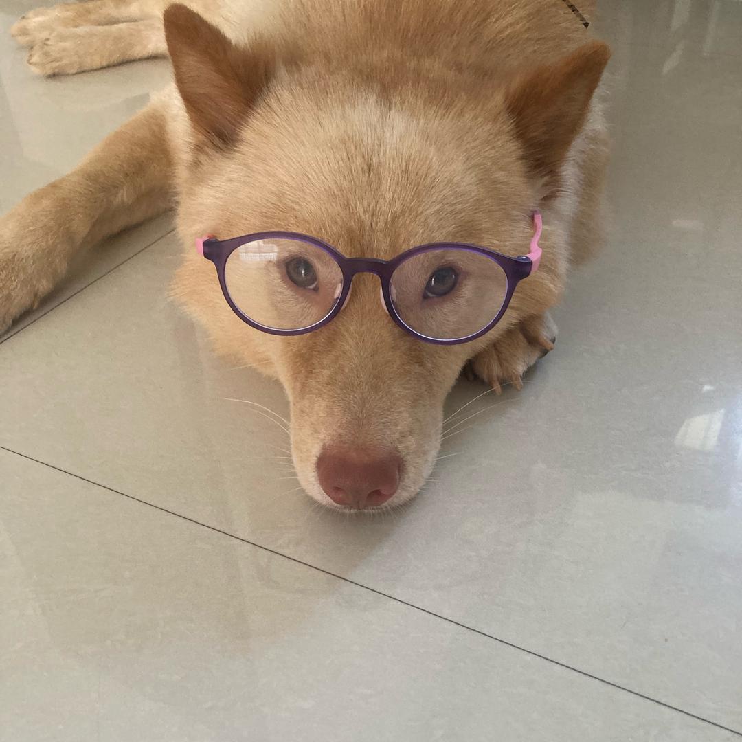 爱吃鱼头的猫
