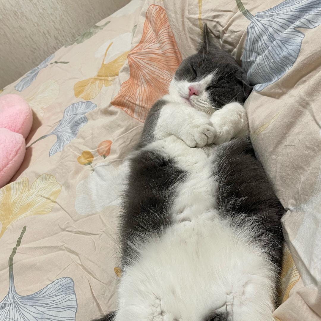 🦋福袋是只喵จุ๊บ