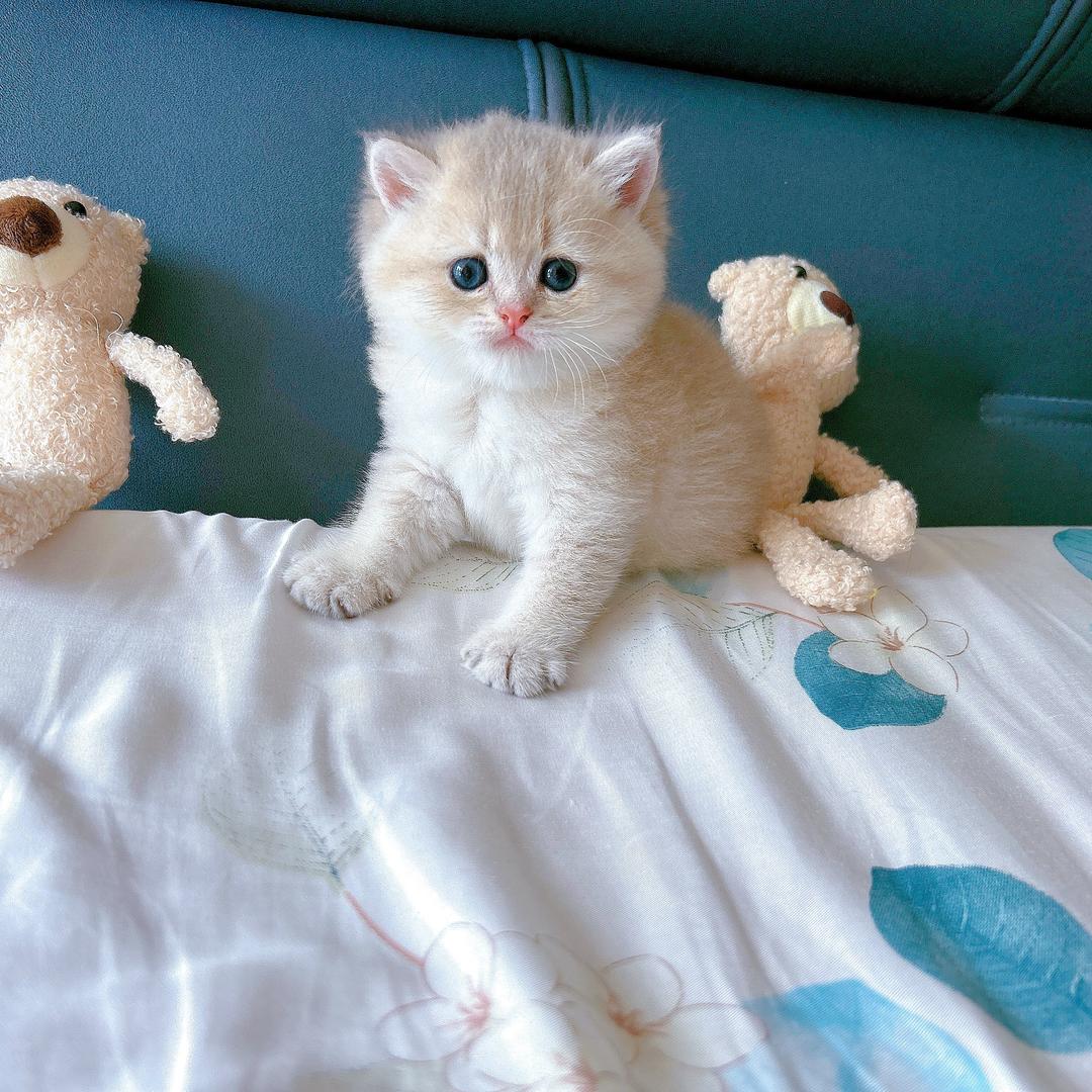 笙