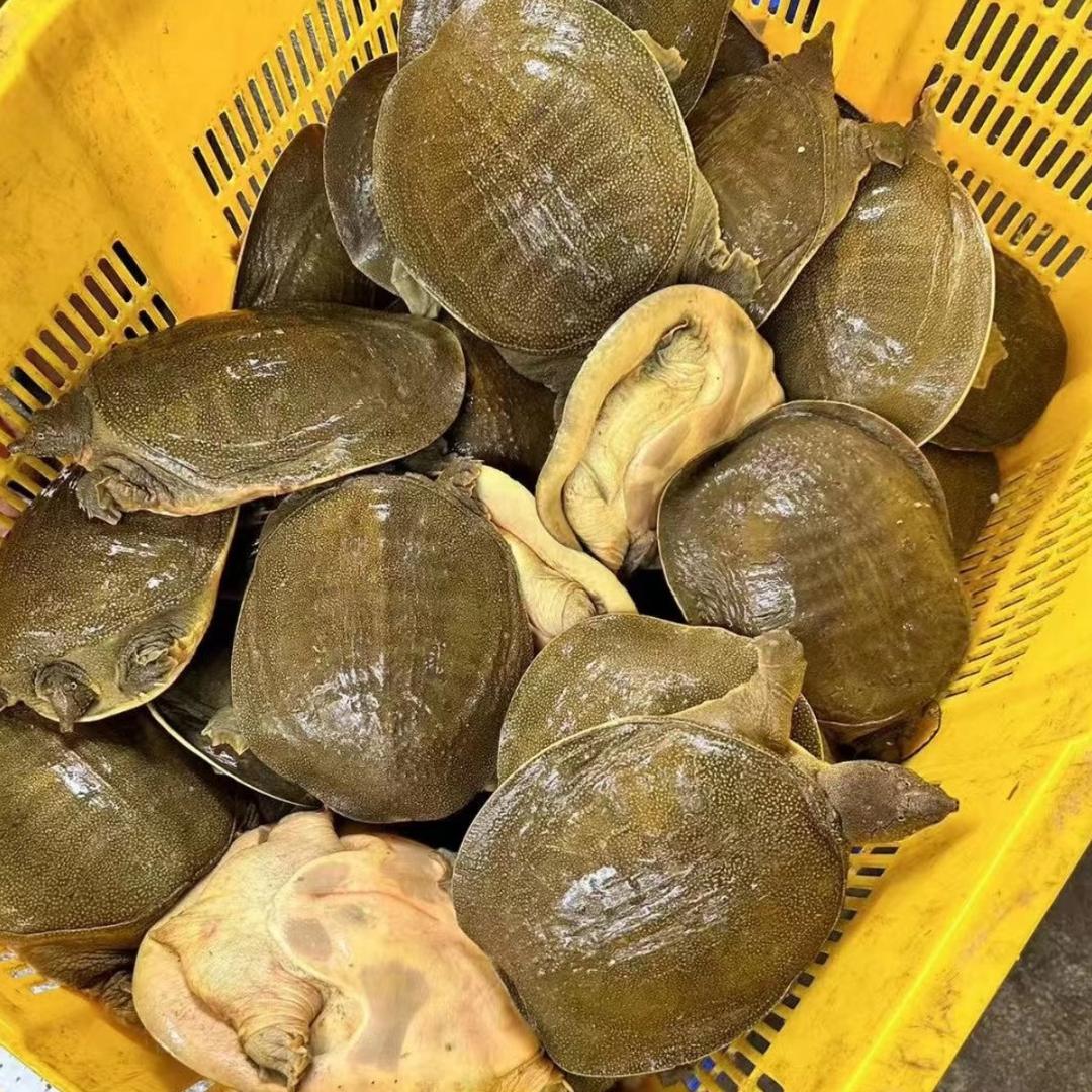 养殖场小王🐢🐟