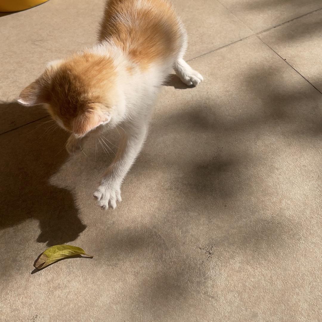 啥.