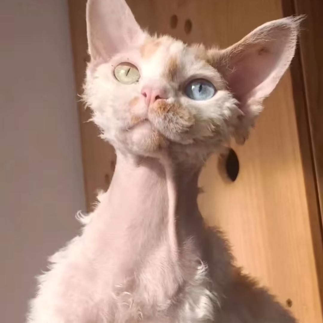 波波家的德文卷毛猫