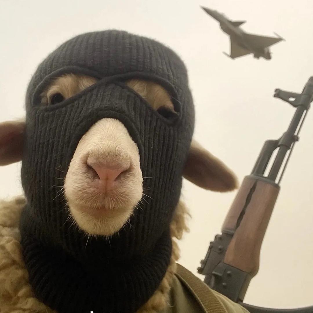 🐑🐑🐑