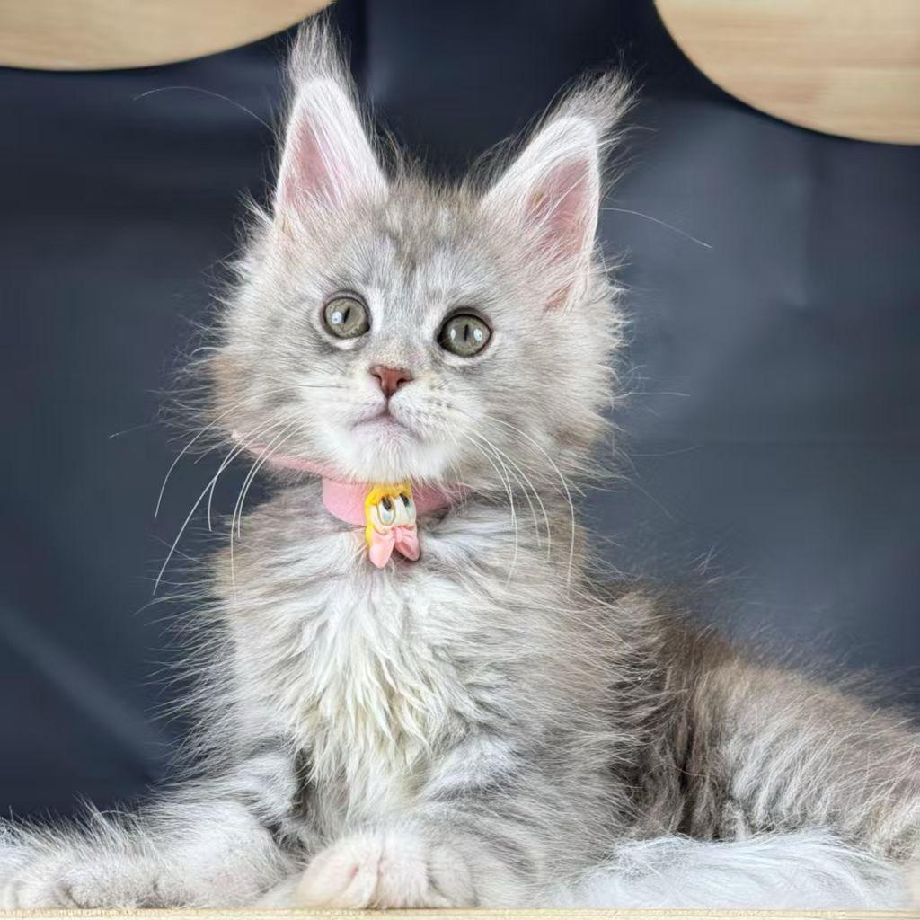 顾德猫宁🐱