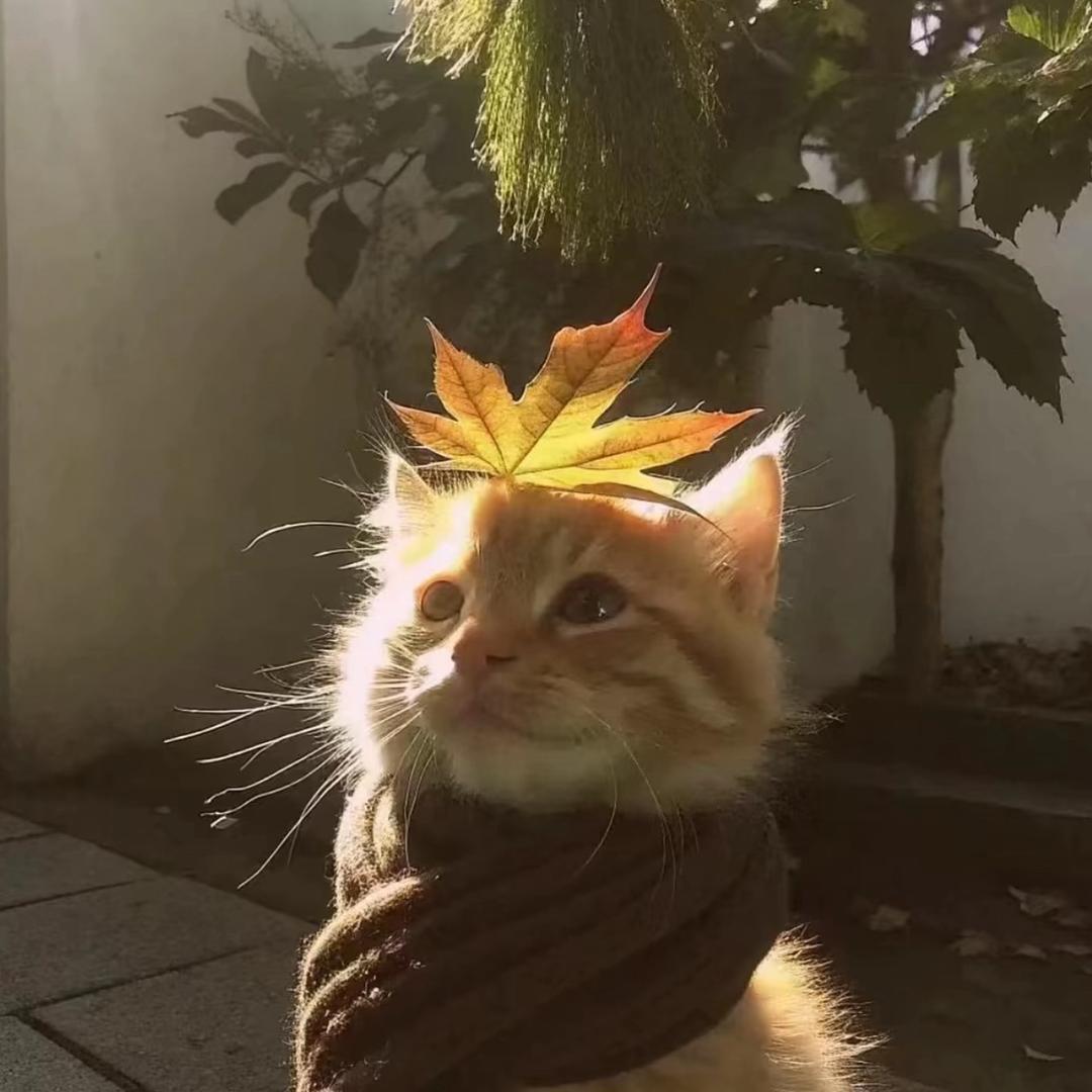 qq