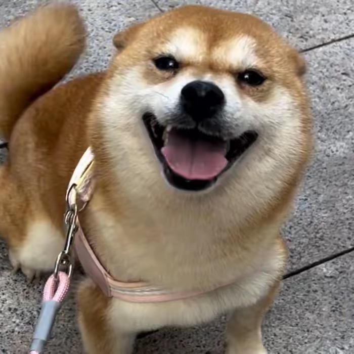 红豆红郎