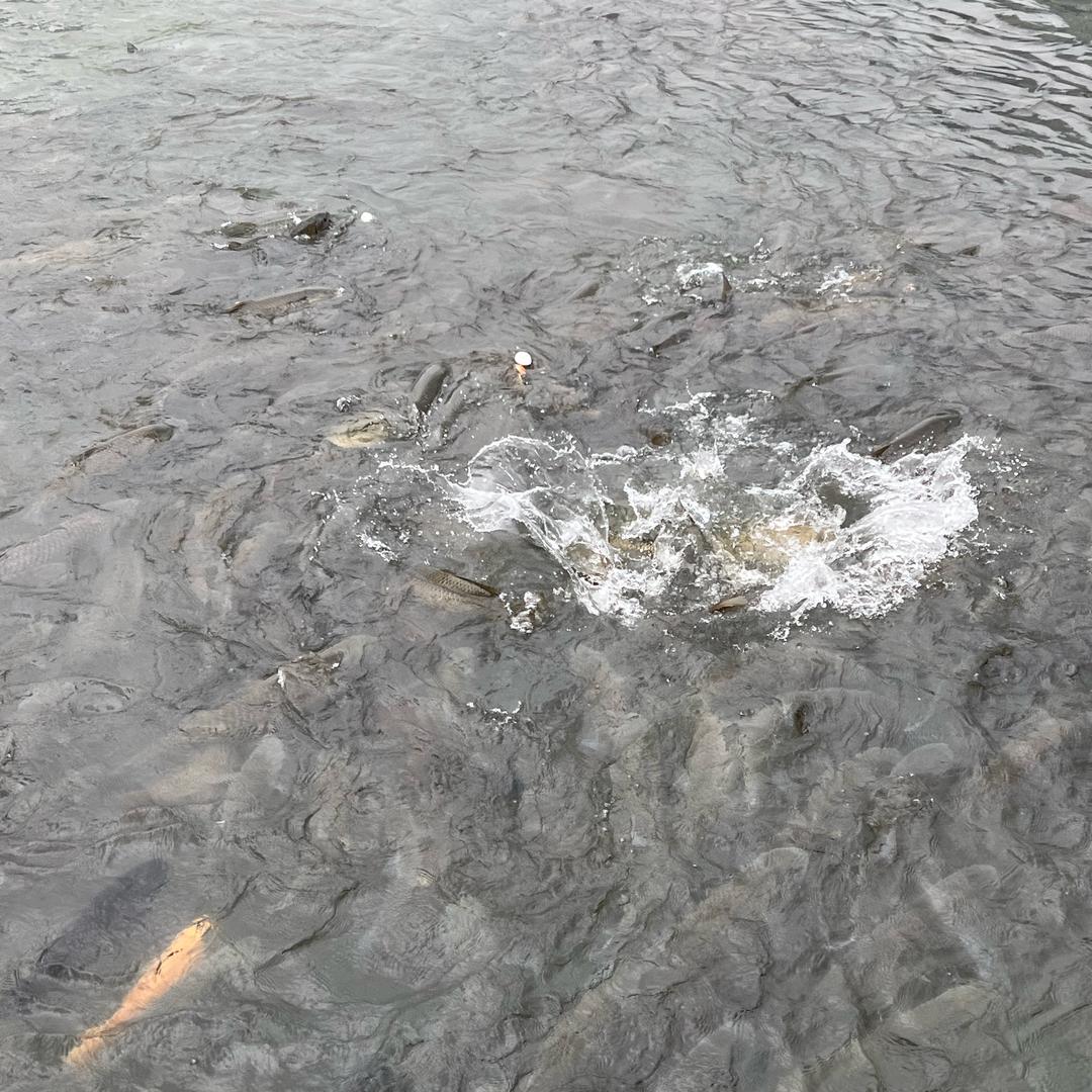 合江门喂鱼大师