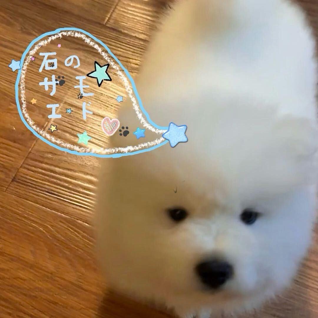 外向蛋黄派