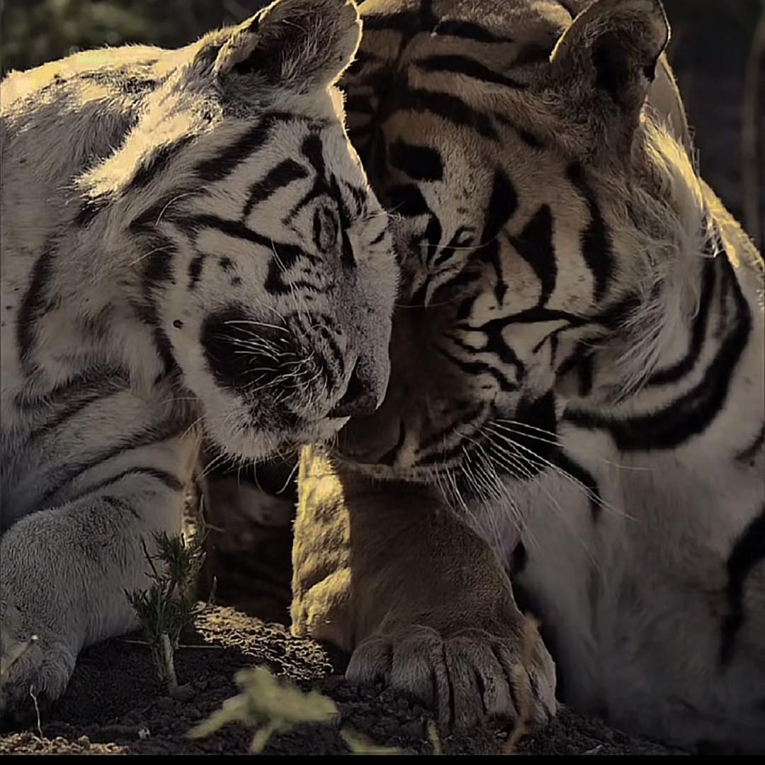 日照、意义刺青.