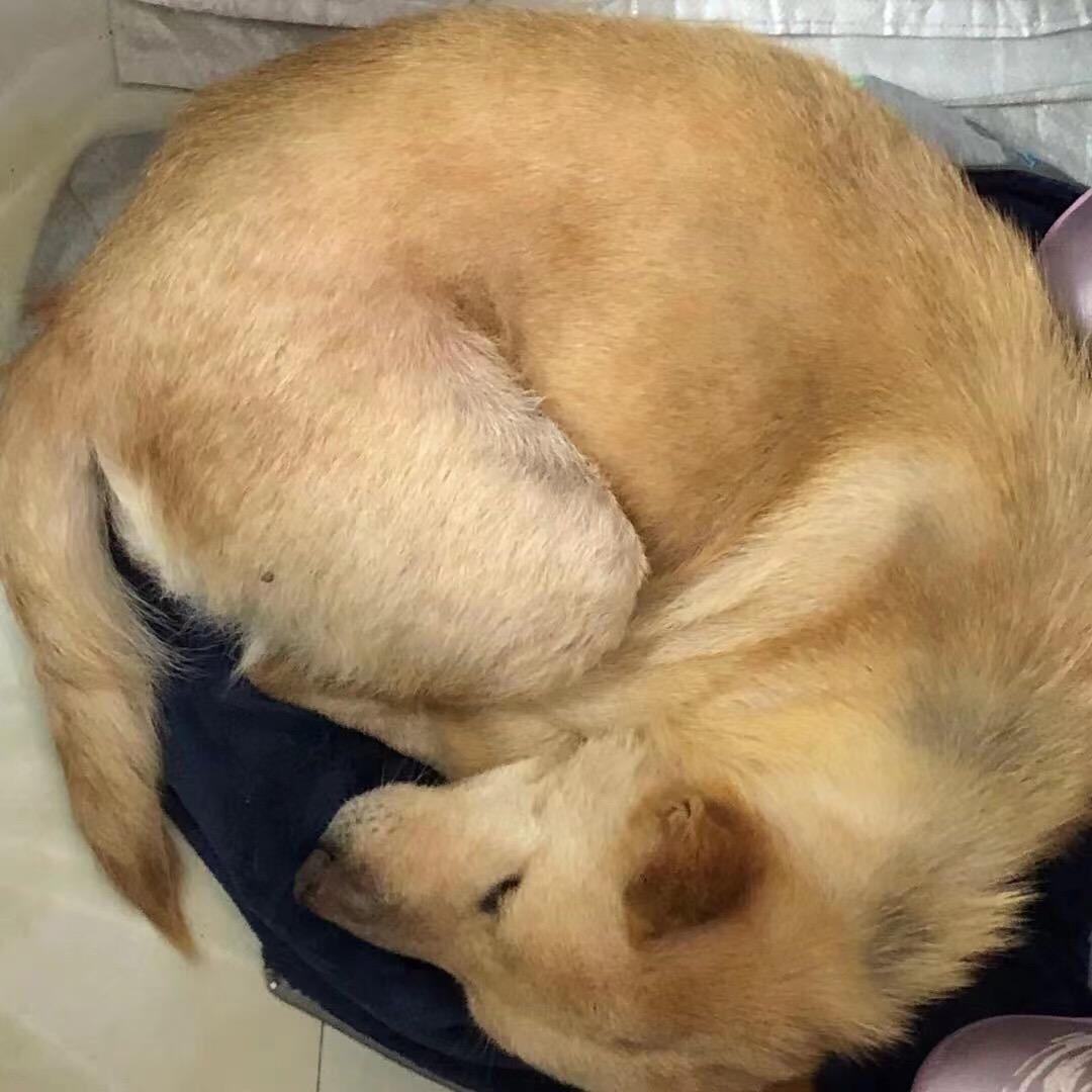 大狗