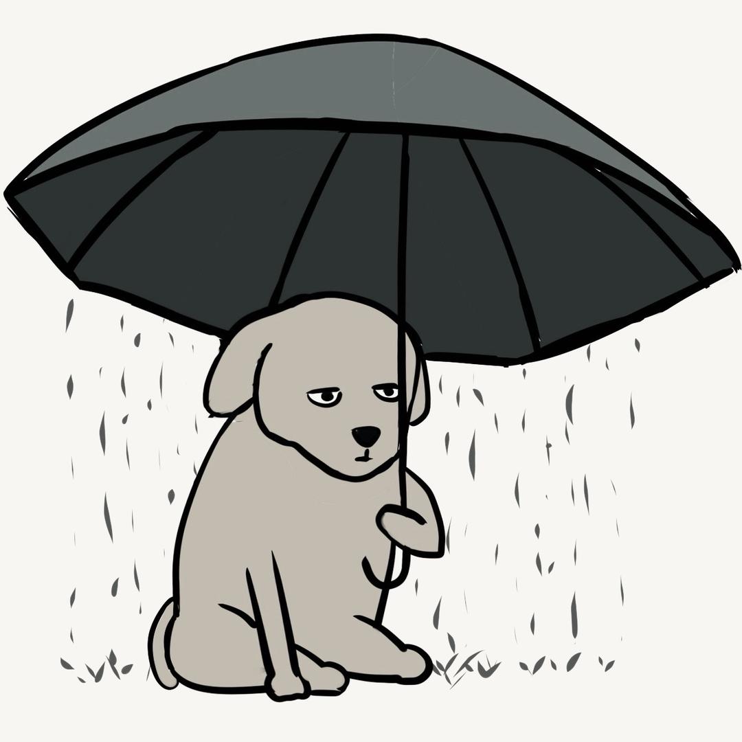 淋雨小狗