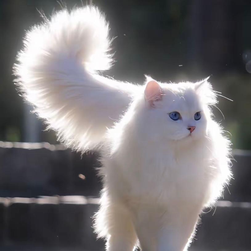 猫咖