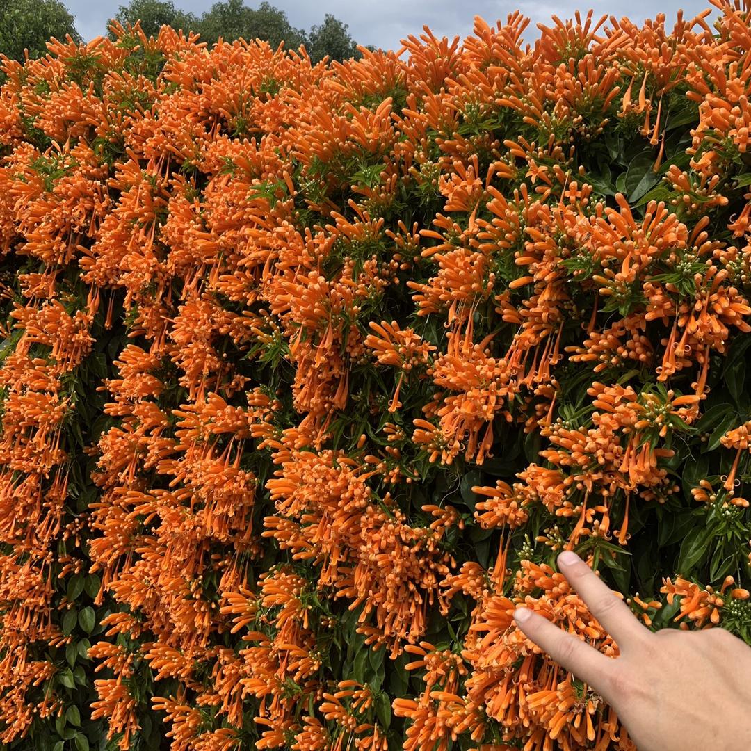普宁市洪阳泽宏花木场的小店