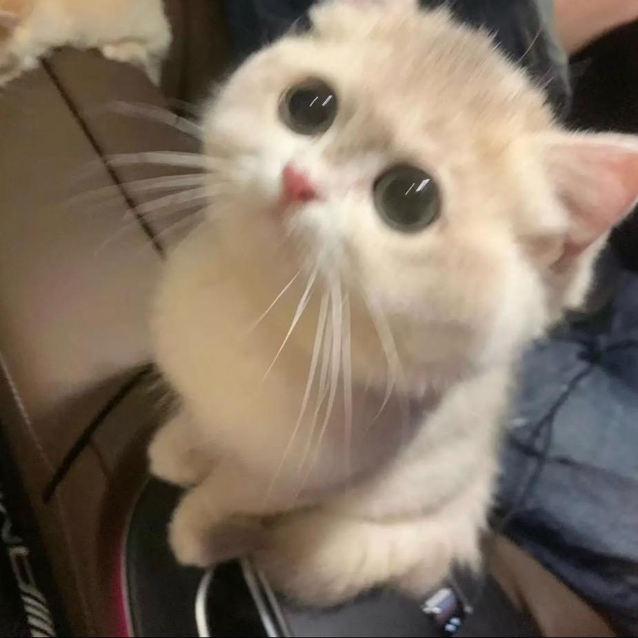 小岐