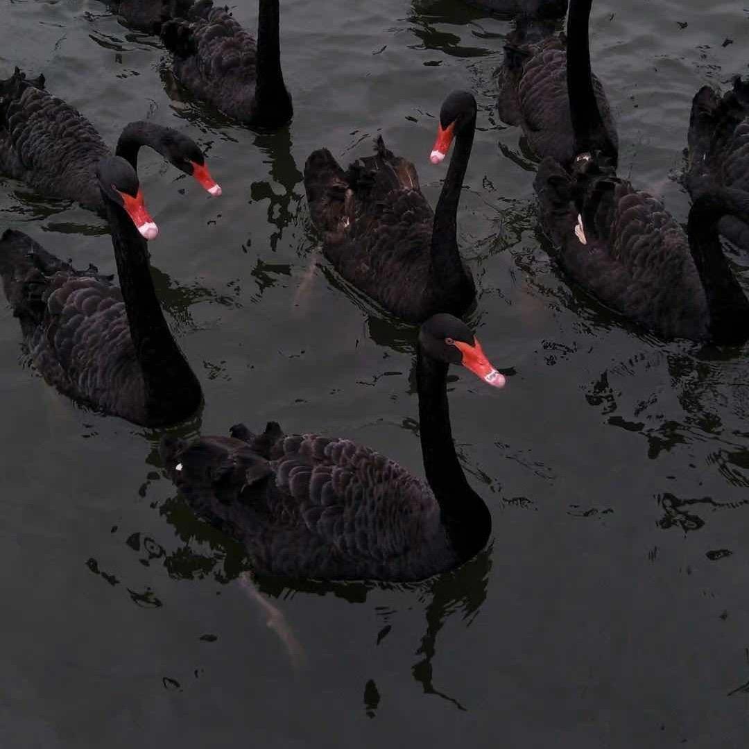 李李晨（福利号）