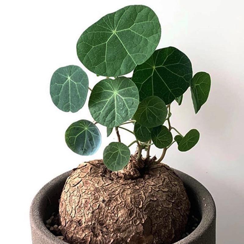 野菓舍花卉