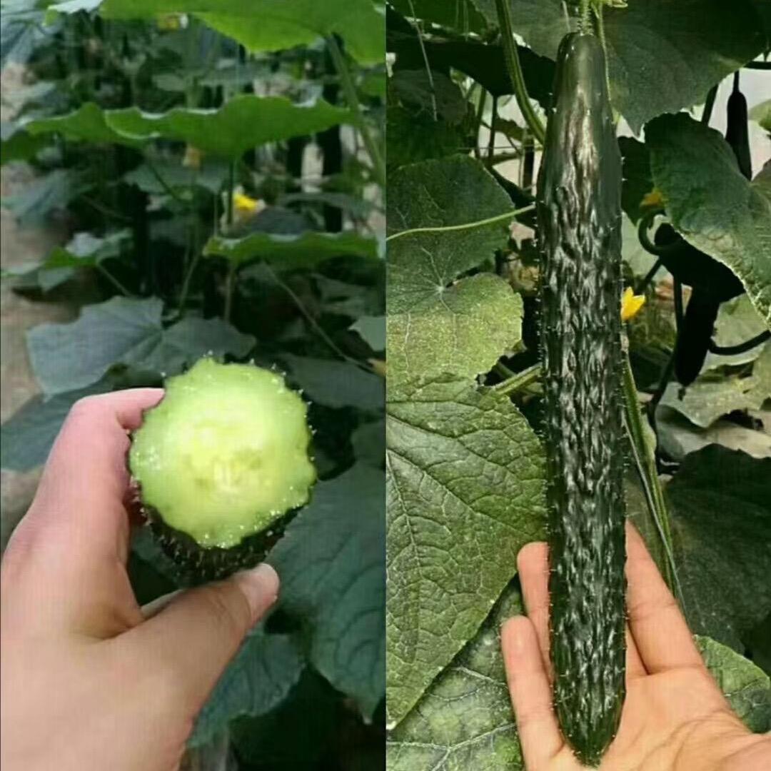 上海乾德种业有限公司张丽娜