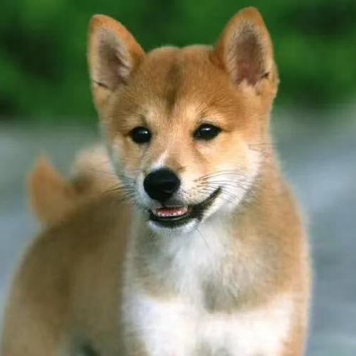 广西田园犬（狼兵）