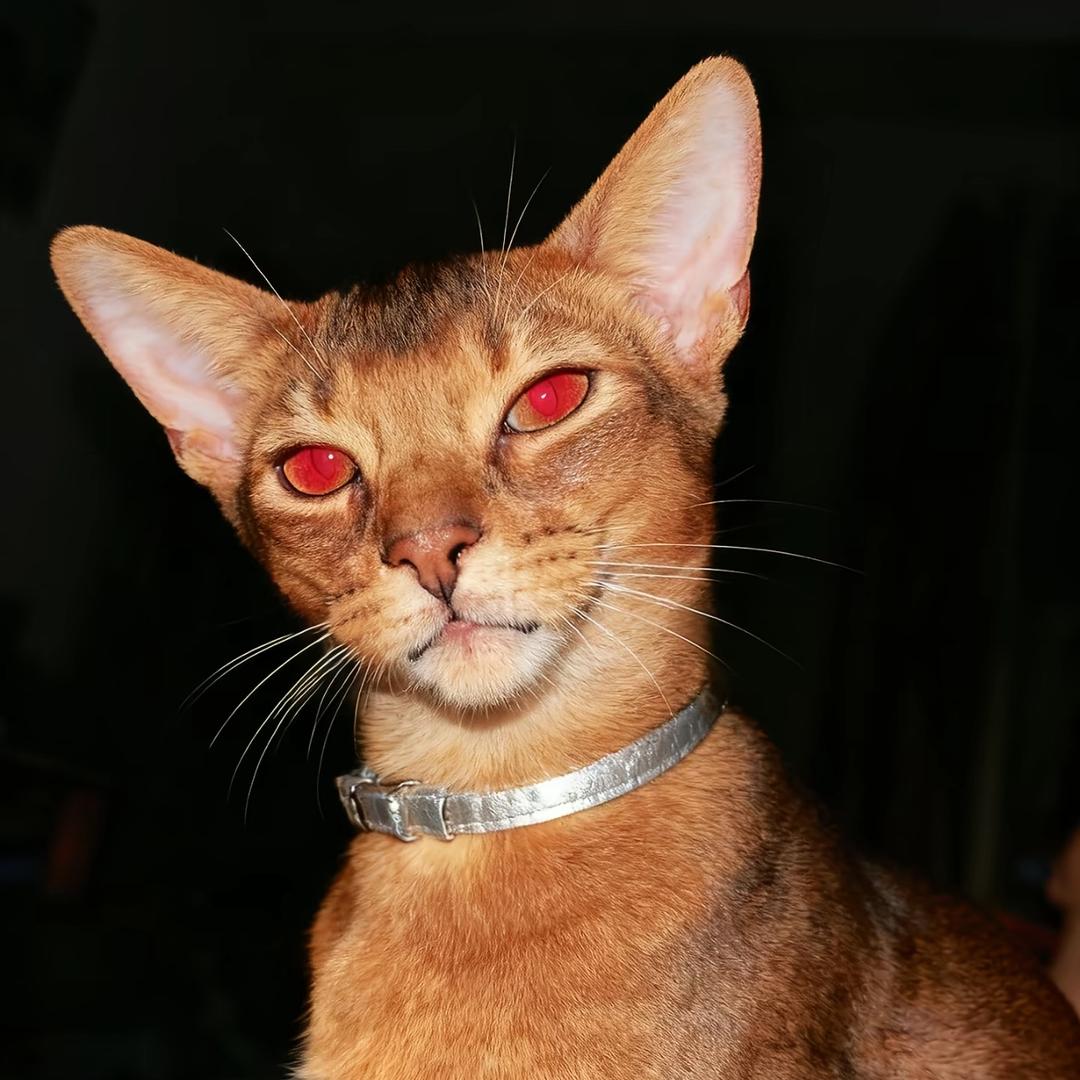 姜の（S屬性大爆发版）