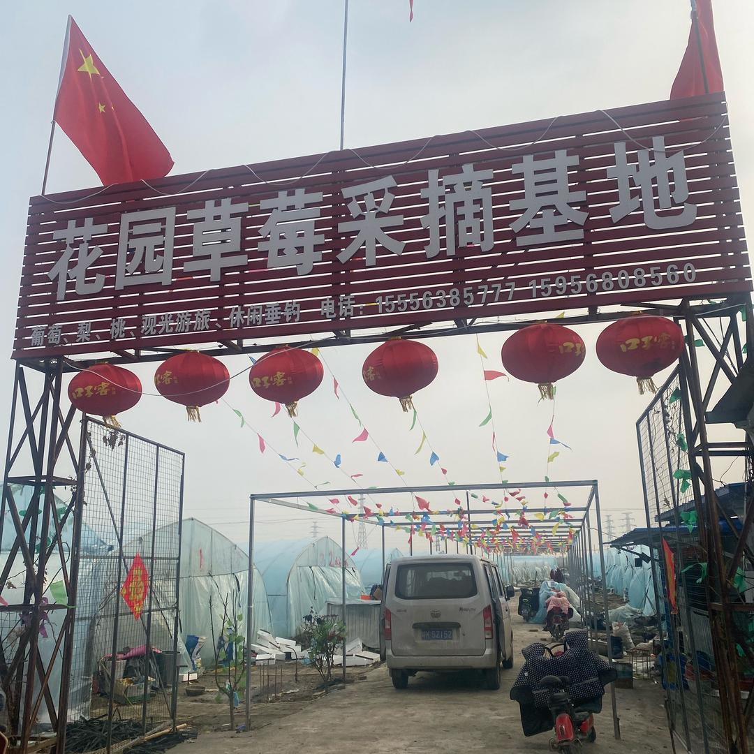 金晶，草莓采摘基地