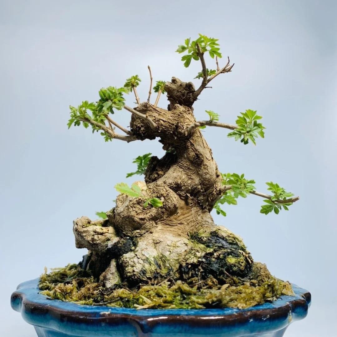 万物绿植复苏园