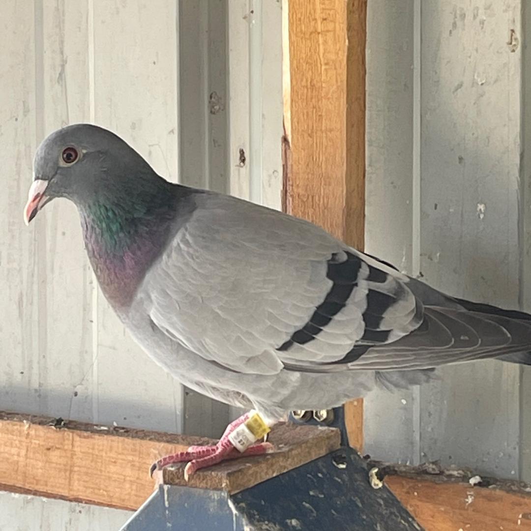 信鸽爱好者🕊️-杨勇