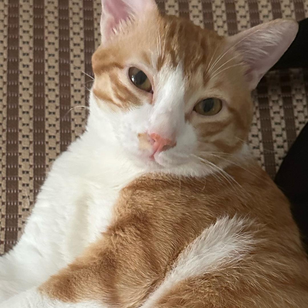 招财猫¥@Yuki