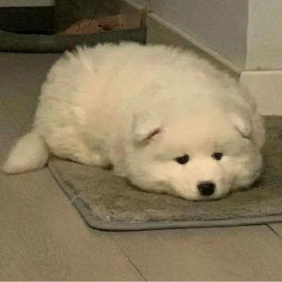 诺.