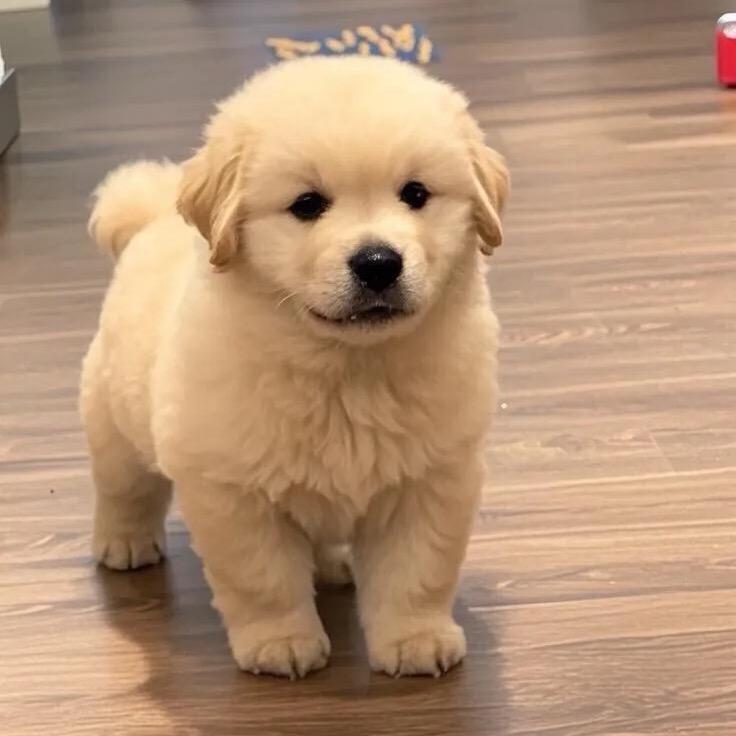 山东汪喵高端萌宠犬舍