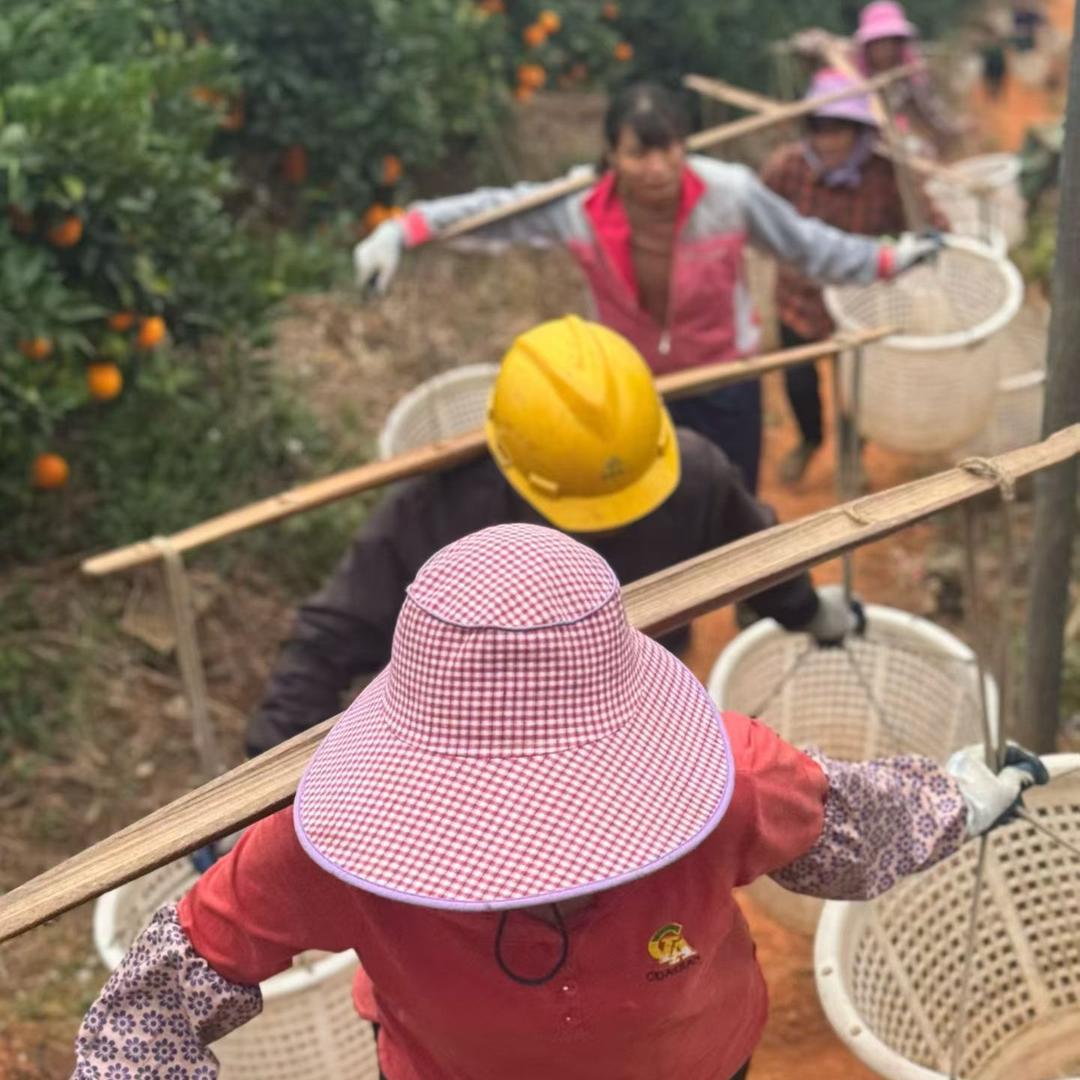 老寻（赣南脐橙招代理）