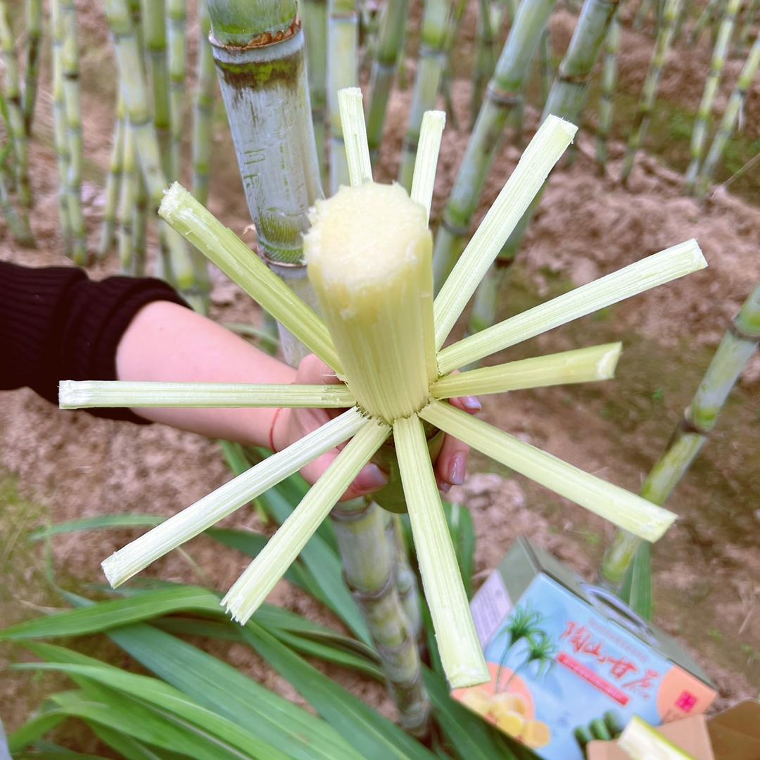 陶山村花甘蔗
