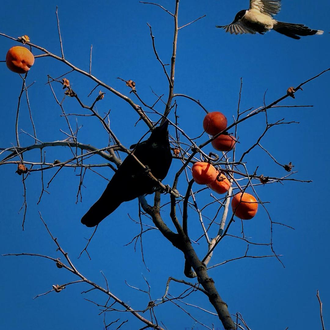 一米子子🍎 ⛷️