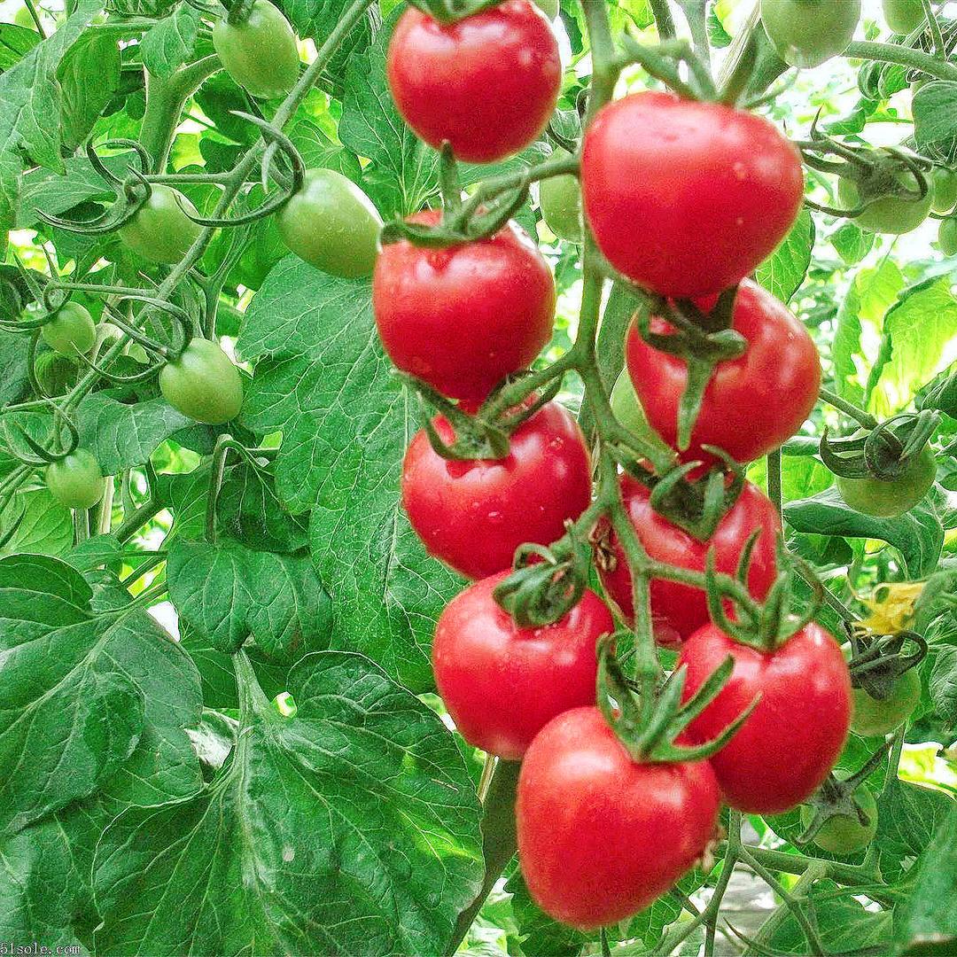 易果粉喷花坐果王农业小磊