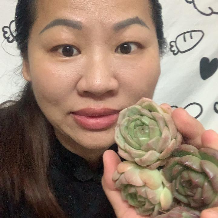 糖果多肉✨🍀