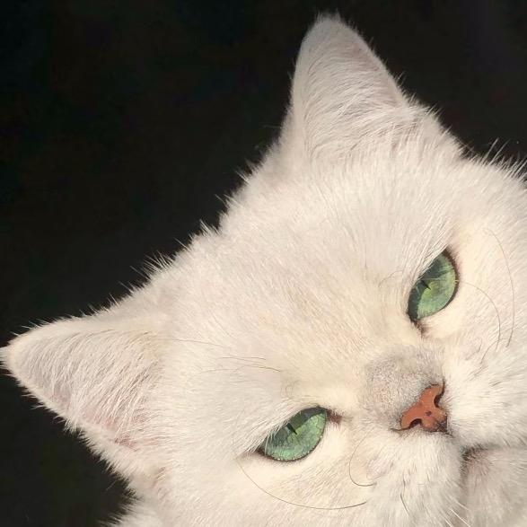 西伯利亚巨龙生吞亚特兰大乌龟