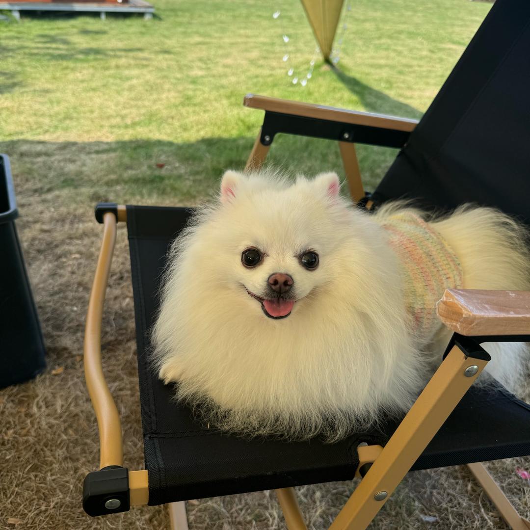 雪碧是只小博美呀🐶