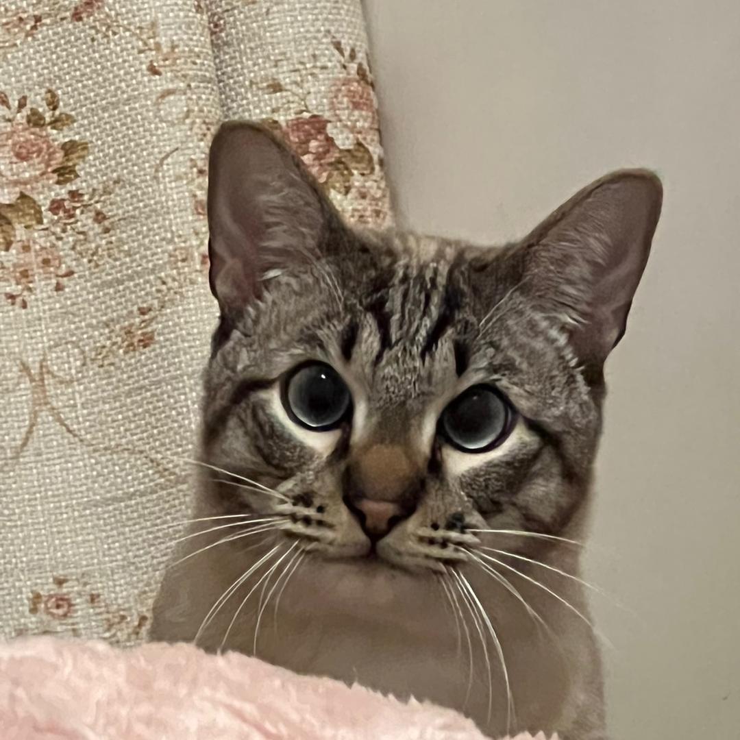 奥利奥🍪爱吃零食