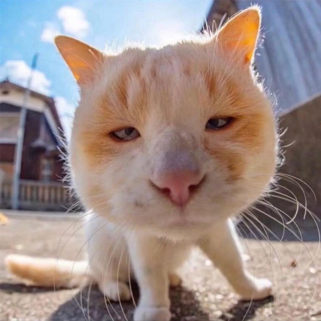 一只猪