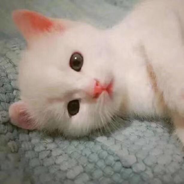 舔狗