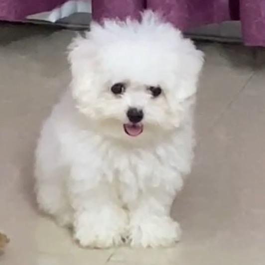 禧宝谐音“喜宝”