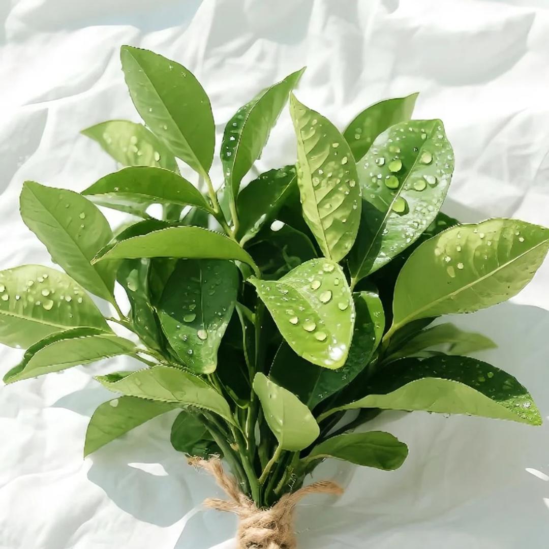 ঞBubble꧔ི ྀ ོ 泡沫