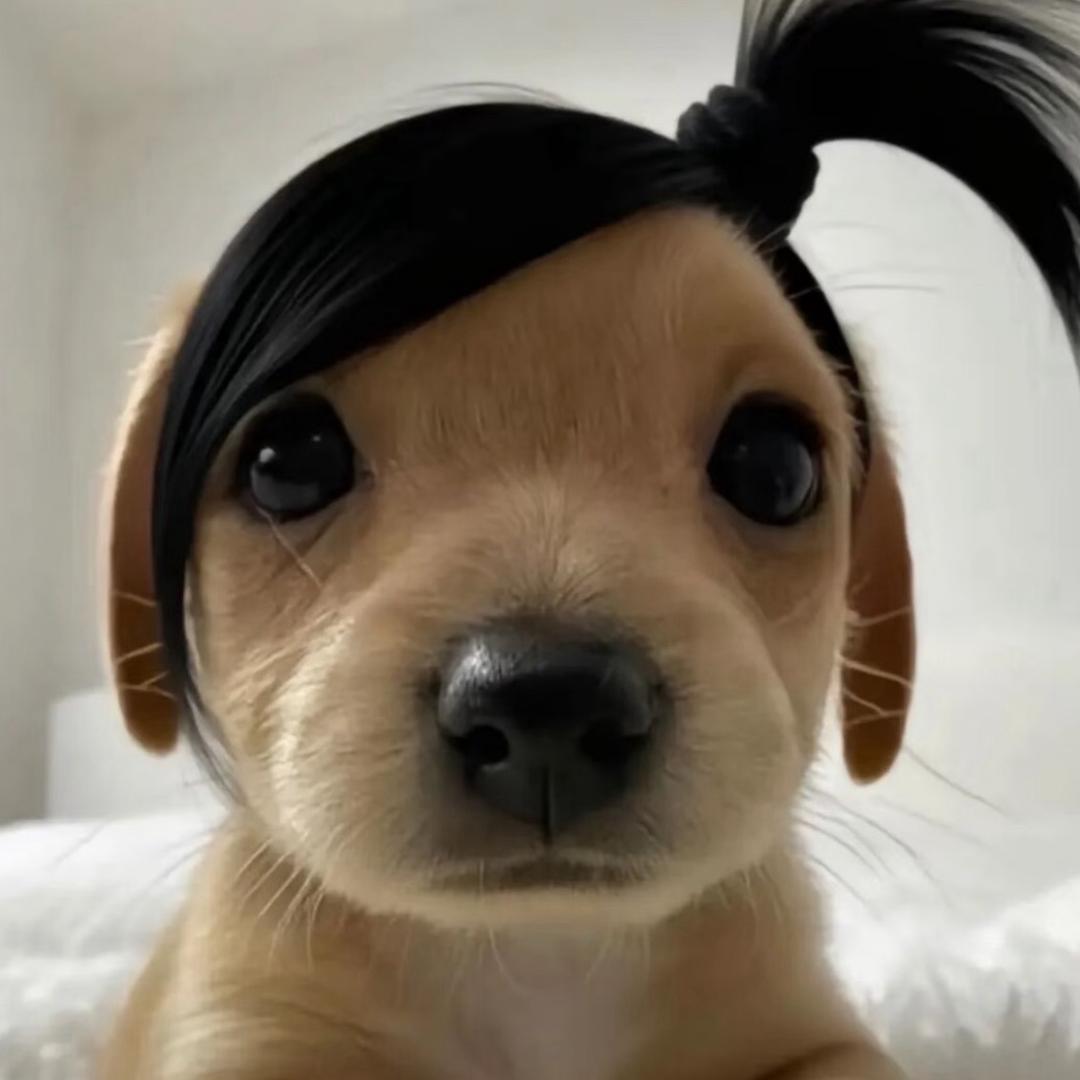 河里的袋鼠与老实的牛