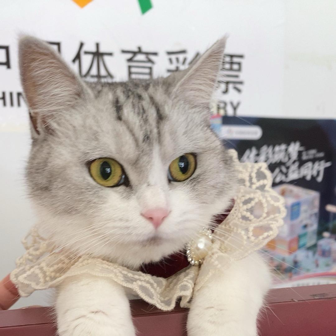 幸运喵彩