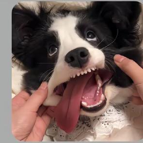 牛不柱