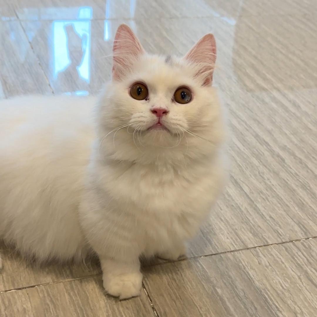 糯米是只拿破仑（薅羊毛版）