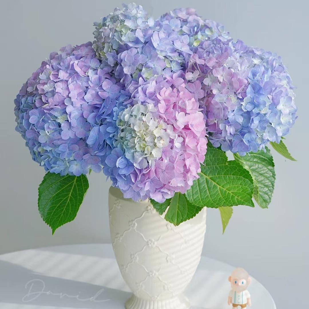 雅薇花卉