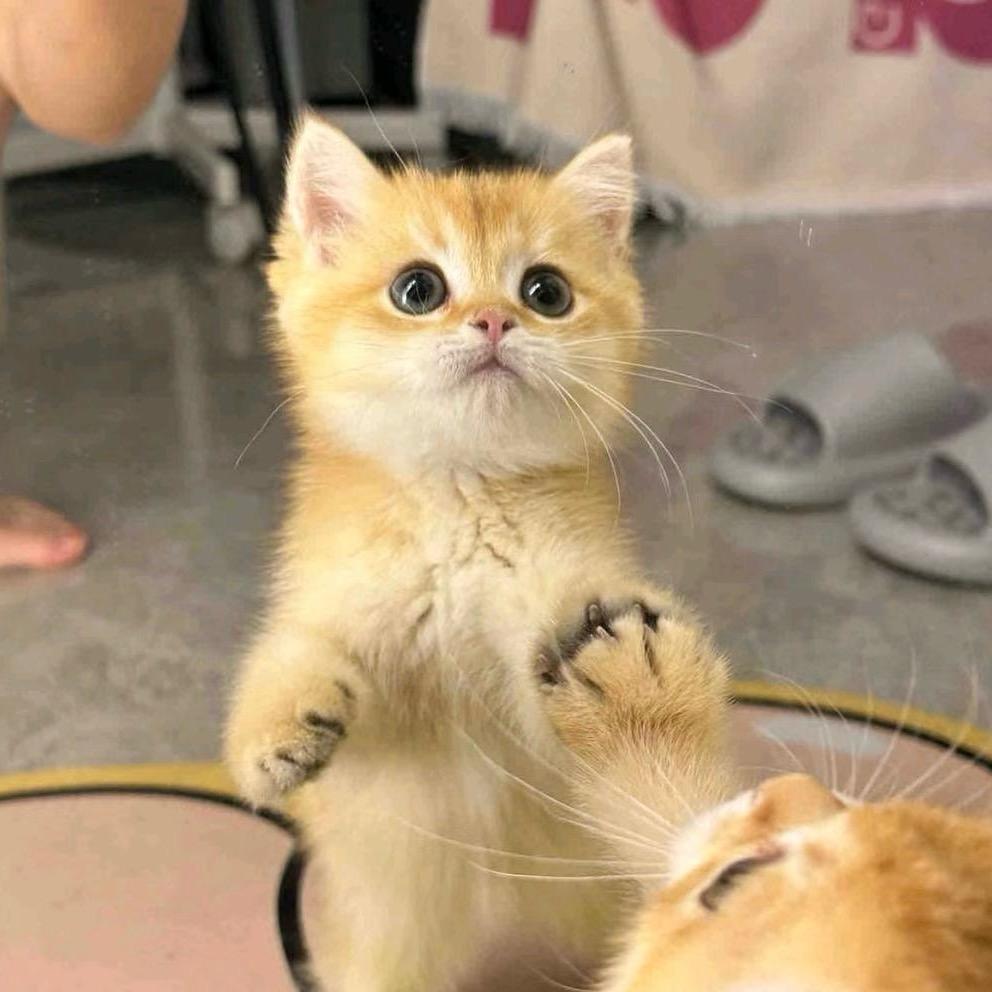 金豆是只金渐层