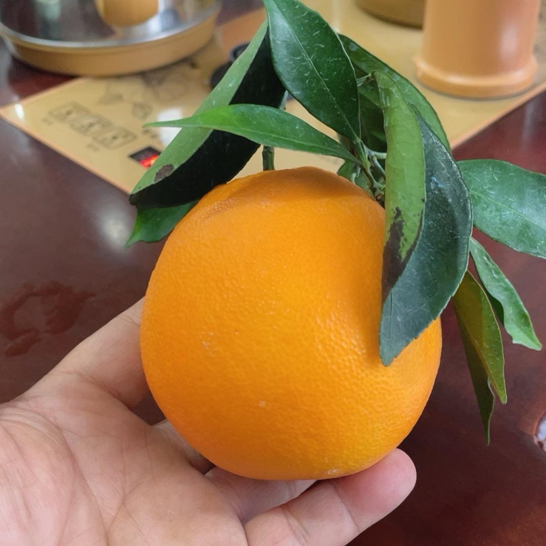 赣南脐橙🍊